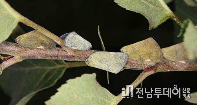 외래 돌발해충 갈색날개매미충 성충 모습.