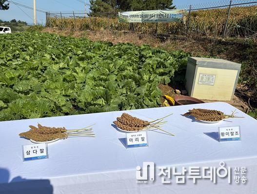 지난 20일 화양면 감도마을에서 지역주민과 시범사업 대상자, 관계자 등 50여 명이 참석한 가운데 ‘잡곡 조 신품종 아리찰 생산단지 조성 결과평가회’를 개최했다.