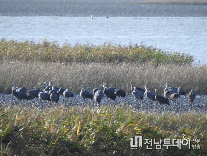 흑두루미 73마리, 순천만 도래