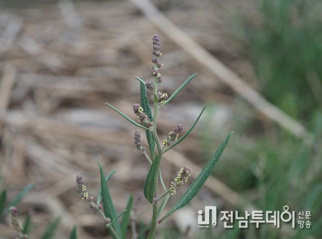 가는갯능쟁이