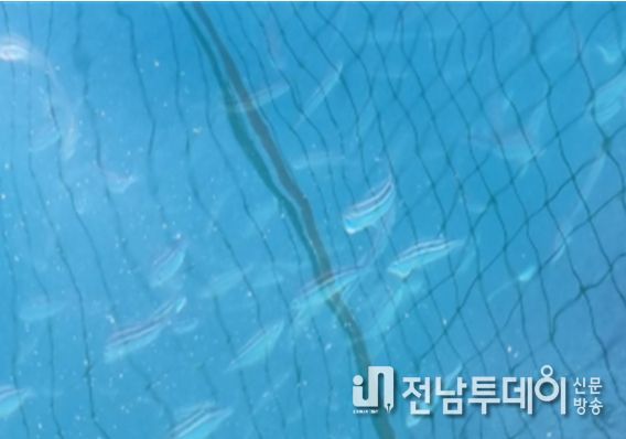 벤자리 시험양식 해상가두리(삼산면 거문도)