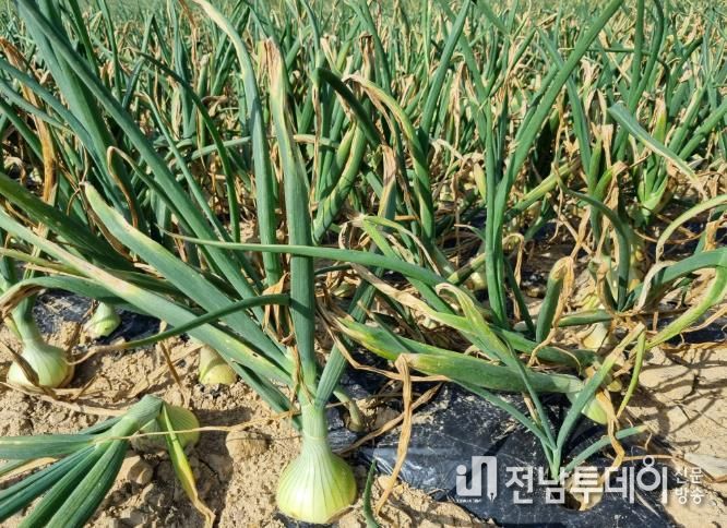 양파 재배 사진