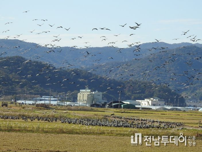 순천만 전봇대 뽑자, 귀한 황새도 찾아와 생태 회복력 입증