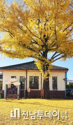 광양시, 황금빛으로 물든 ‘광양역사문화관’ 방문해 보세요 - 관광과(광양역사문화관 황금빛 은행나무)