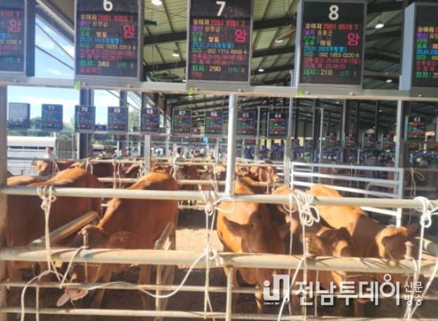해남군, 한우 집에서도 사세요~! 스마트 가축경매시장 호응