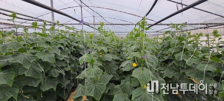 “순천 오이” 본격 출하