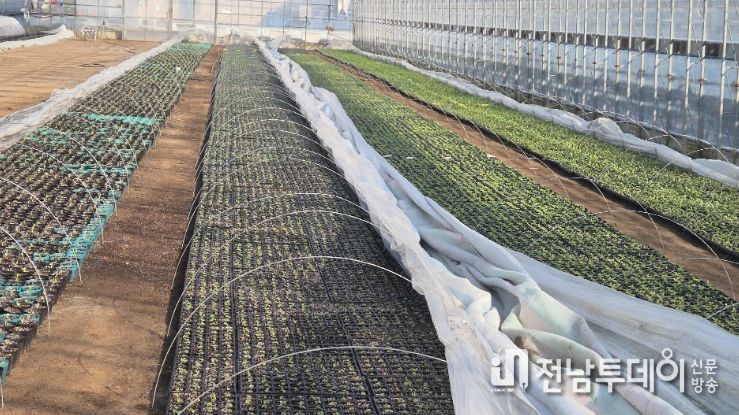 팬지, 비올라, 금잔화 등 15종 56만 본 생산 예정