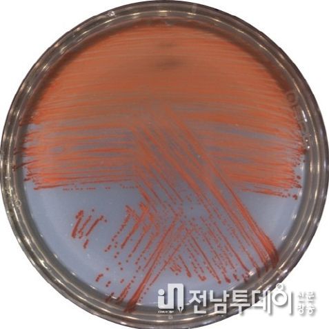 신종 비브리오 VRS2 균주를 배양한 사진(적색의 프로디지오신을 생성함)