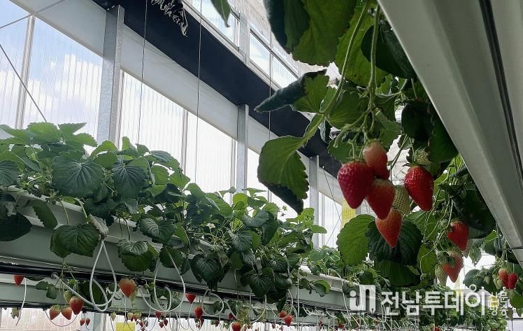 나주시, 남평 ‘설향’ 딸기 본격 출하…내년 특화작목 육성사업 선정
