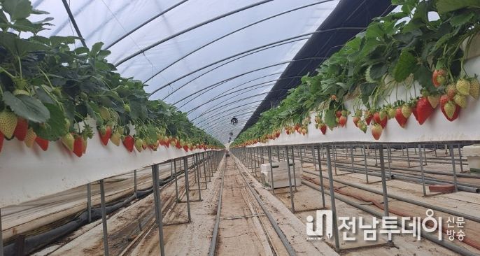 ‘너랑나랑 딸기 작목반’출하식