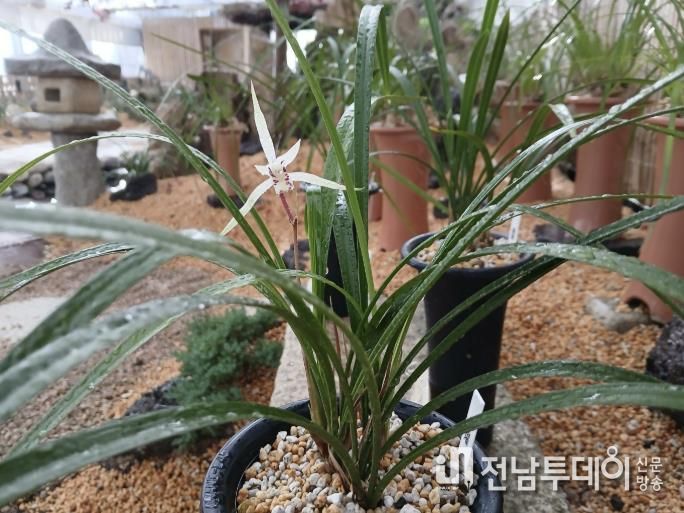 함평군 자연생태공원 제주한란, 일본 한란