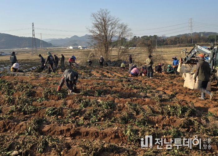 홍농청보리영농조합