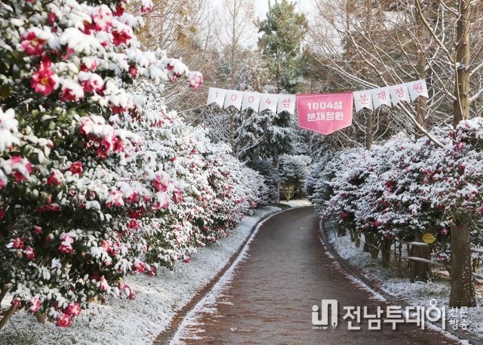 1004섬 분재정원 애기동백꽃