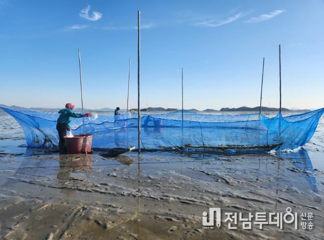 가리맛조개 종자, 살포 사진