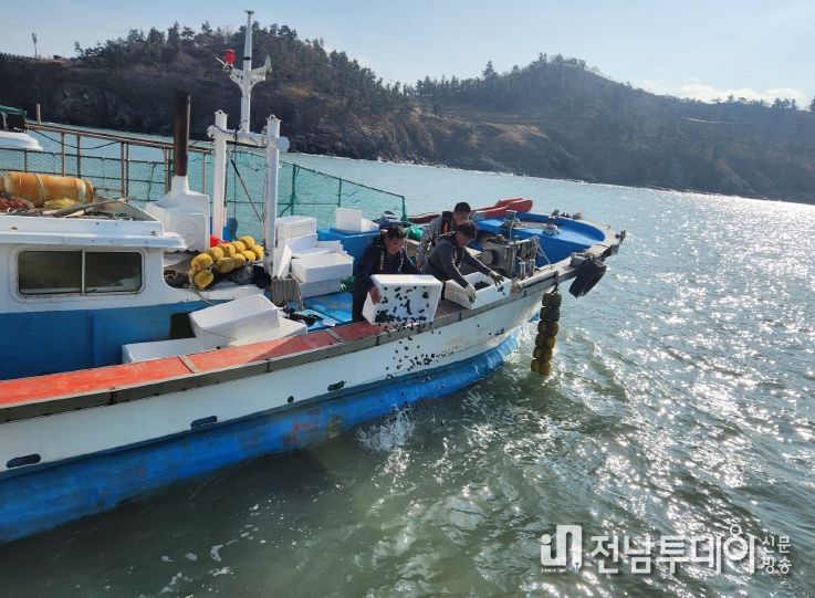 영광군, 안마도 해역에 전복 종자 4만 마리 방류