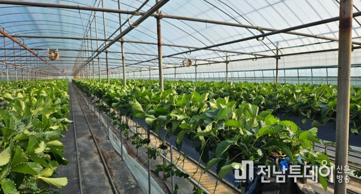 ‘프리미엄 딸기의 시작’ 건강한 딸기묘 공급체계 완성