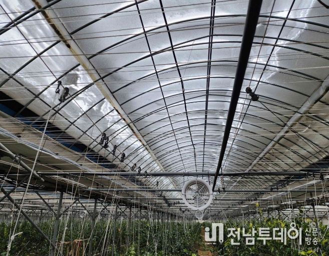 영광군, 대설·한파 시설원예작물 현장기술지원