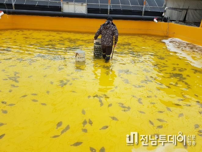 양식어가 사진 (넙치).