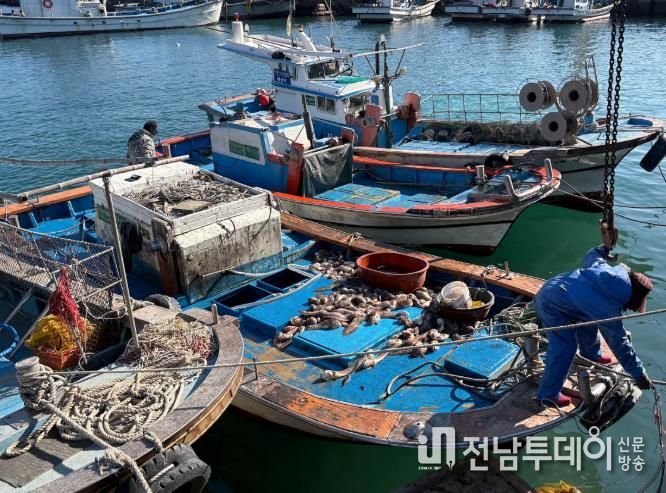 꼼치 사진-여수연안 꼼치 어획 현장