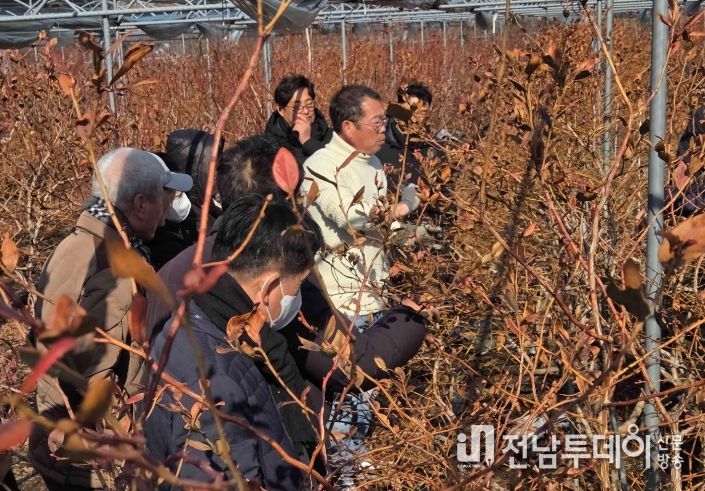 영광군, 블루베리 전지·전정 현장교육 실시