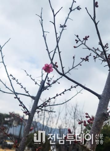 강진 첫 ‘홍매화’ 개화에 강진청자축제 기대감 증폭
