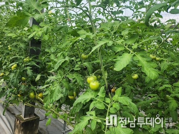 겨울철 토마토 병해 관리 철저 당부