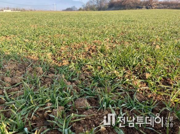 영광군, 맥류 생육재생기 관리가 수량을 좌우합니다!