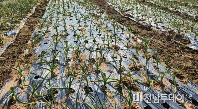 이상기상 대비, 영광군 노지 양파·마늘 집중 지도