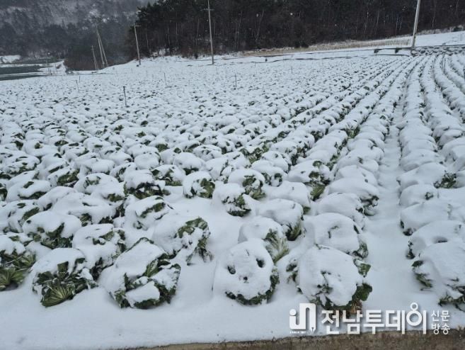 진도군, 월동 배추 농작물 재해보험 가입하세요