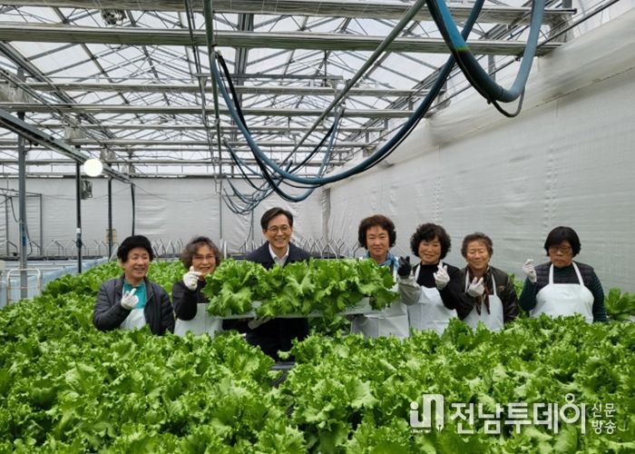 영암 영보마을 어르신들, 영보온실 재배 상추 첫 수확