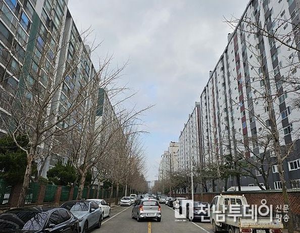 잎이 나기 전 2026년 가로수 수형조절사업 실시