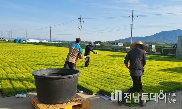 벼 재배 농가들이 벼 생육 초기 병해충 예방과 비래해충 확산 억제를 위해 육묘장 모판에 육묘 상자 처리제를 뿌리고 있다.