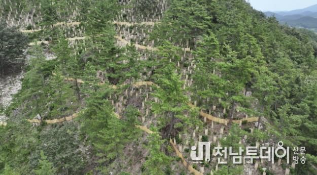 지난해 완도군에서 추진한 _섬 숲 경관 복원 사업_ 대상지인 고금면 청용리 산 전경