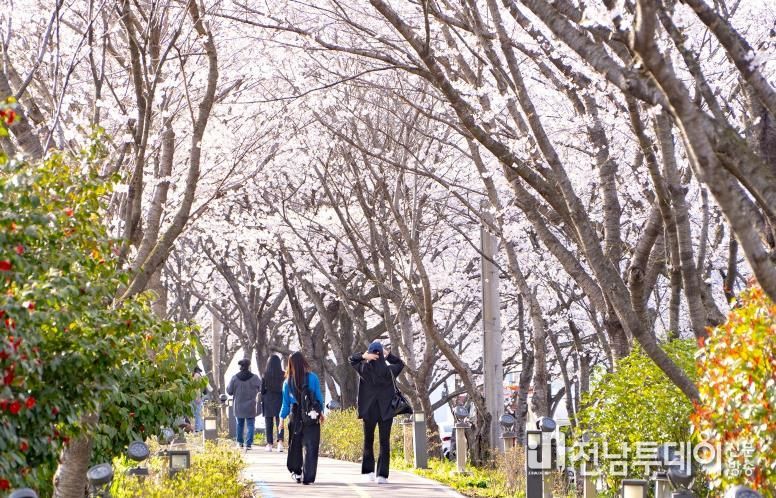 나주시가 오는 28일 영산포 풍물시장 일원에서 제3회 영산포 봄 벚꽃 버스킹 축제를 개최한다. 사진은 2025년도 제2회 영산포 봄 버스킹 행사 사진.