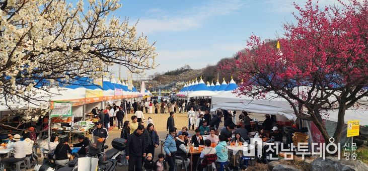 하루 13만 명 몰렸다… 광양매화축제, 유료화 이후 최대 인파