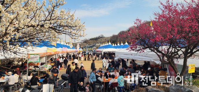 광양매화축제, 71만 흥행