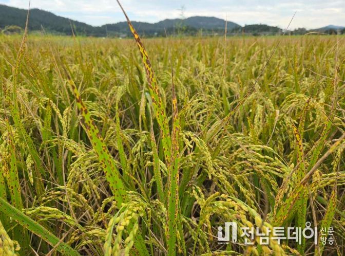 깨씨무늬병 관련 사진