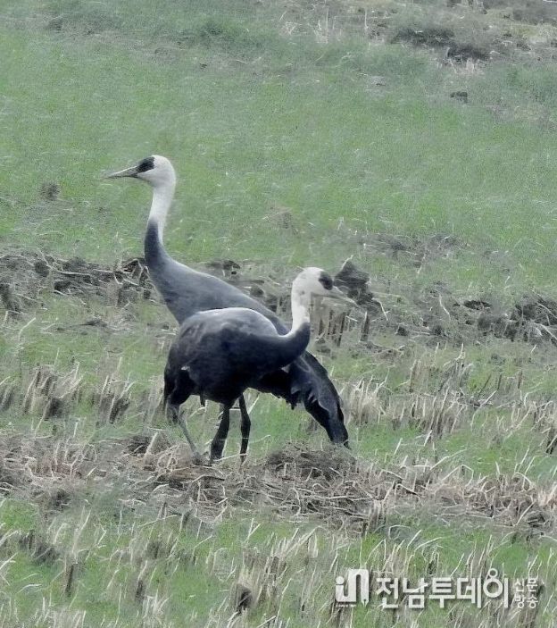순천만에 남은 마지막 흑두루미 한 쌍