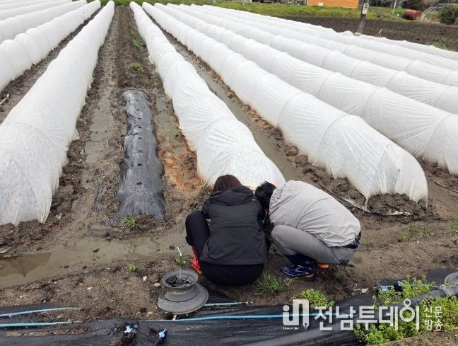 고추 조기 정식 농가에 저온 피해 예방 당부